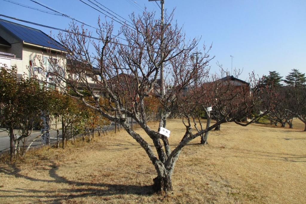 小梅　全体