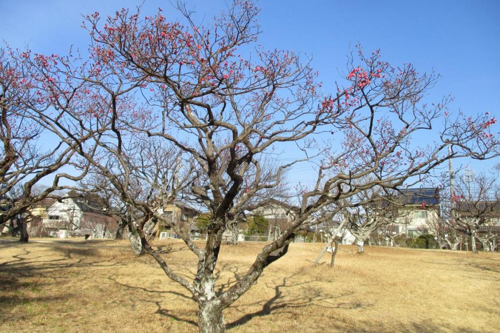 寒紅梅　全体