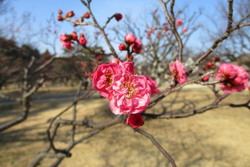 寒紅梅　アップ