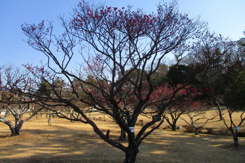 寒紅梅　全体