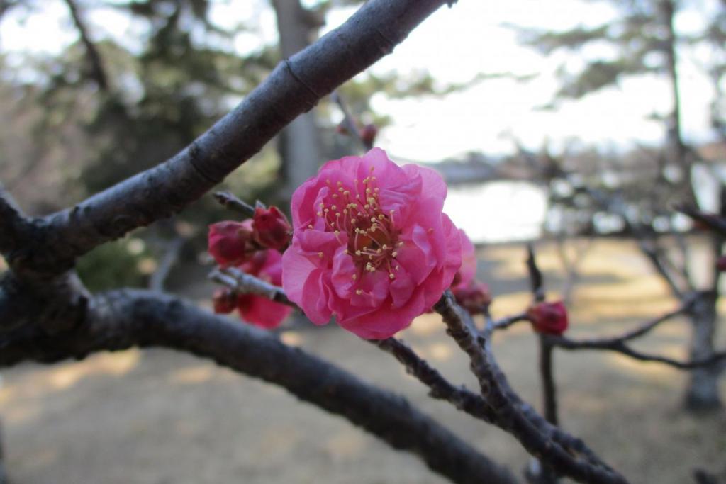 寒紅梅　アップ