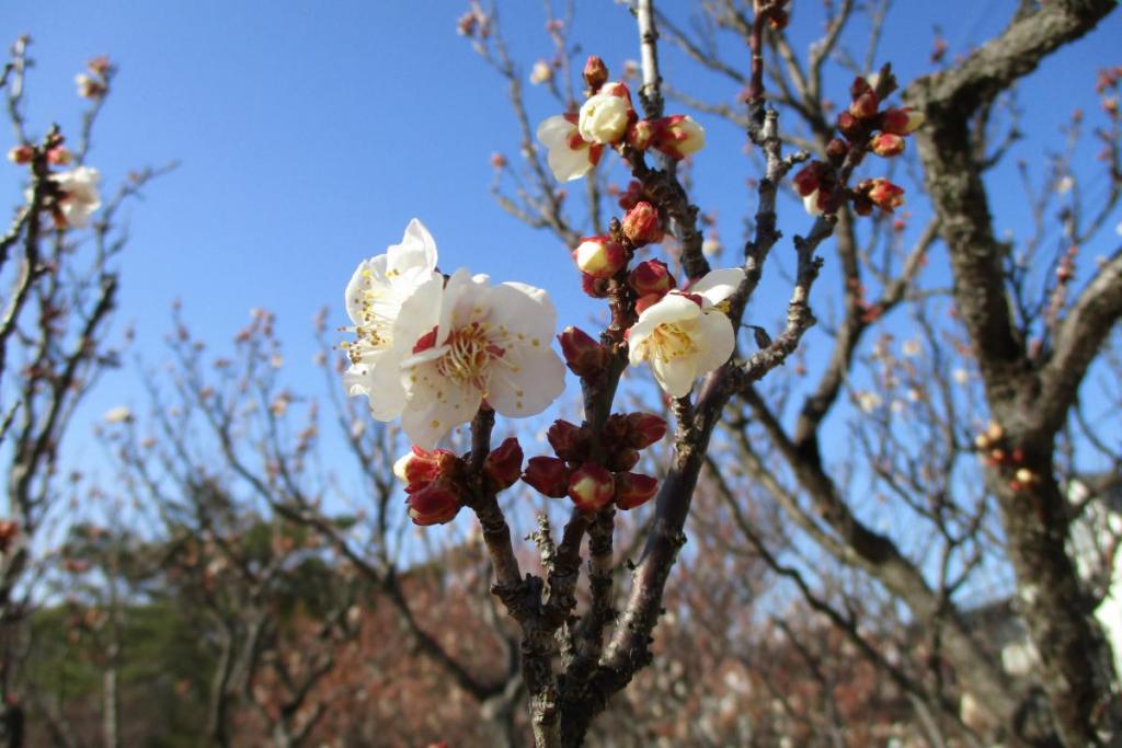 白加賀　アップ