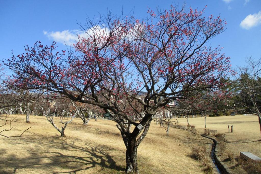 紅梅（寒紅梅）全体