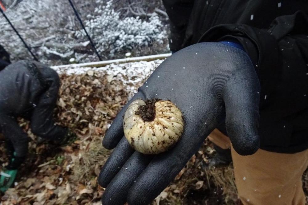 出たー、カブトムシの幼虫