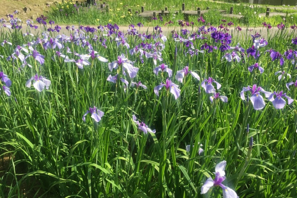 いろんな種類の菖蒲を楽しめます。