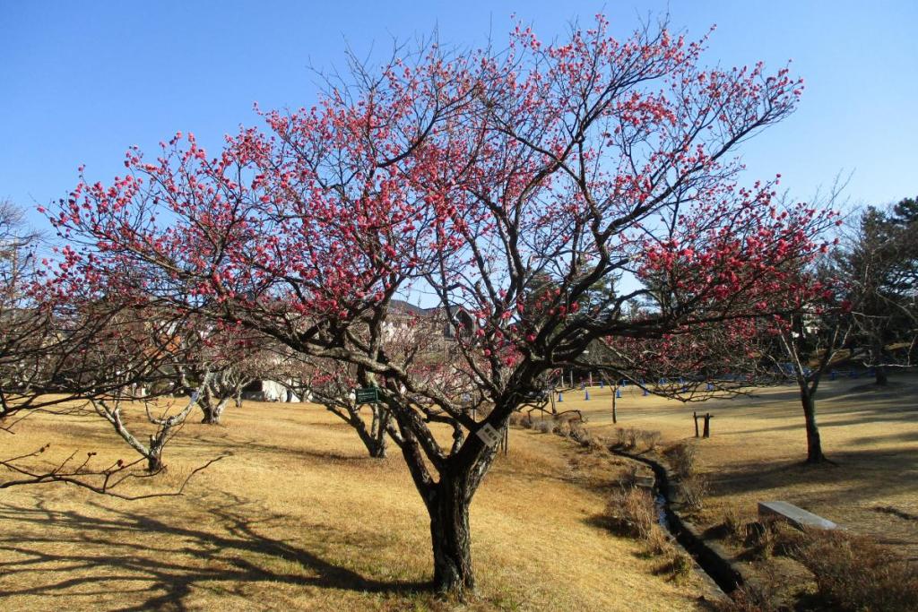 紅梅（寒紅梅）全体