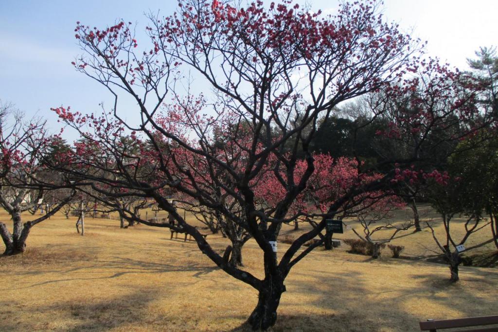 寒紅梅　全体