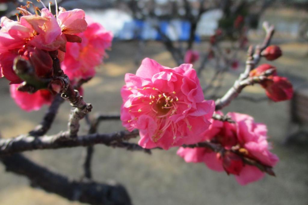 寒紅梅　アップ