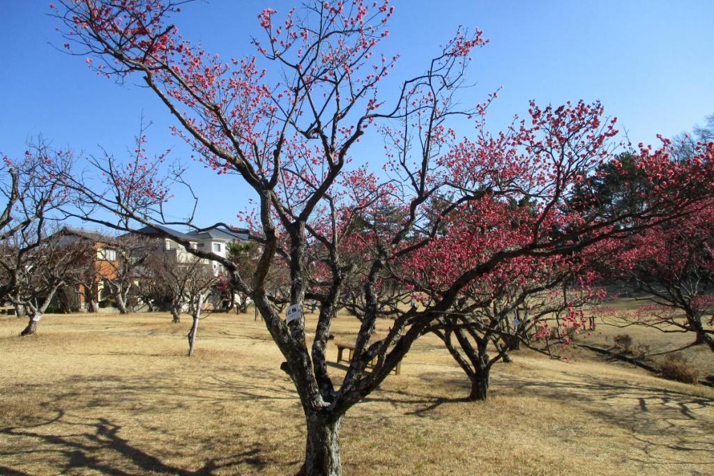 寒紅梅　全体