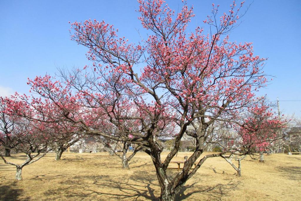 寒紅梅　全体