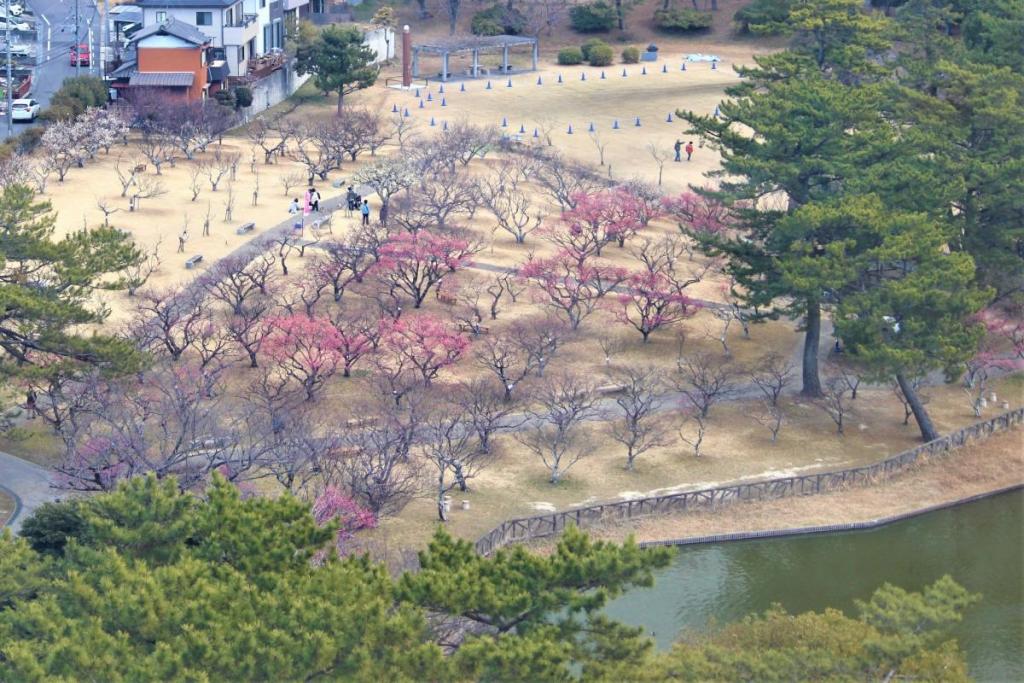 全景3　観覧車から見た葵梅林