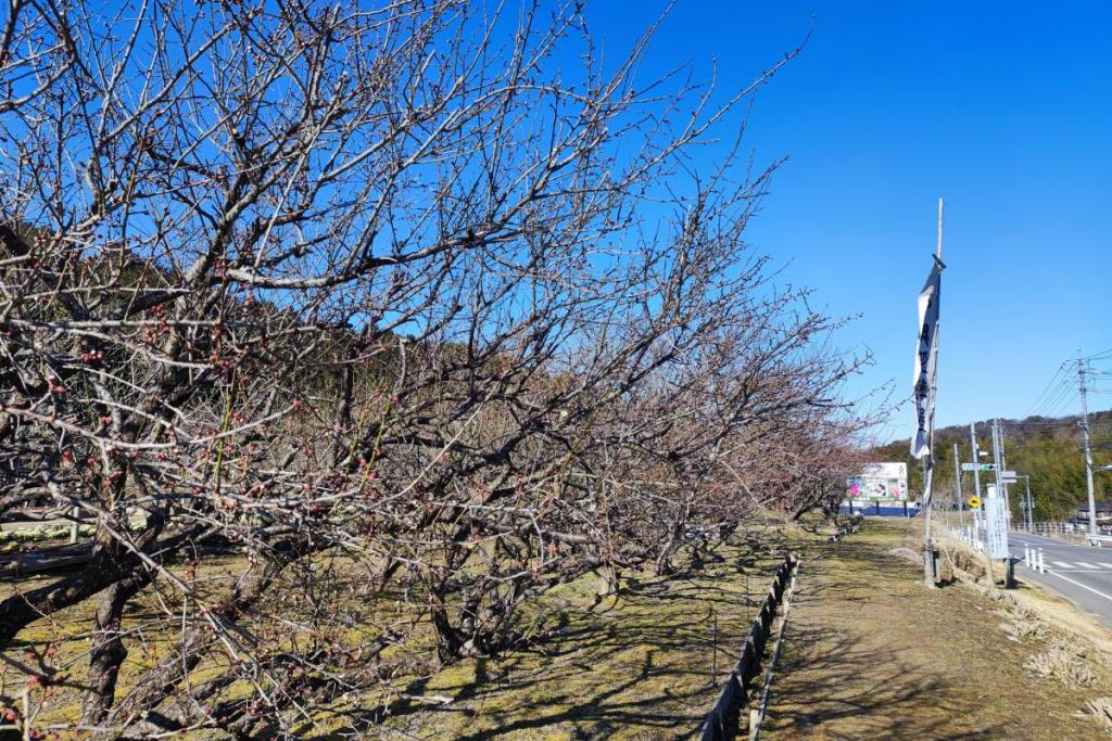 道路沿いの梅です