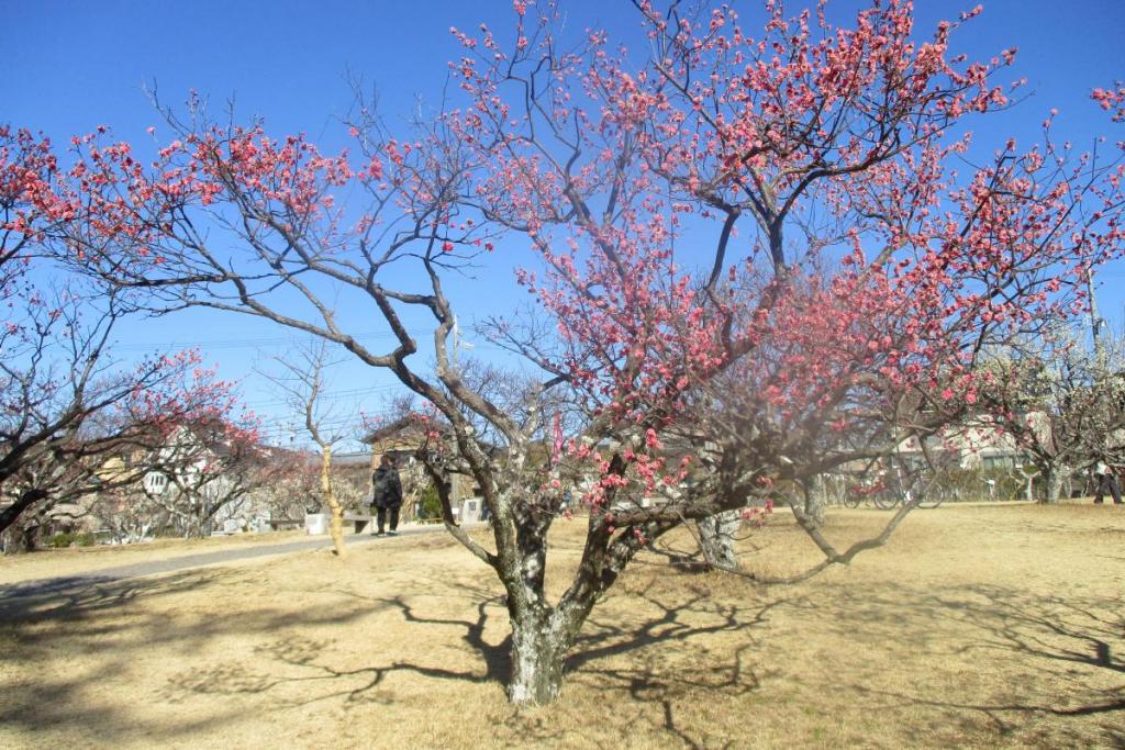 寒紅梅　全体