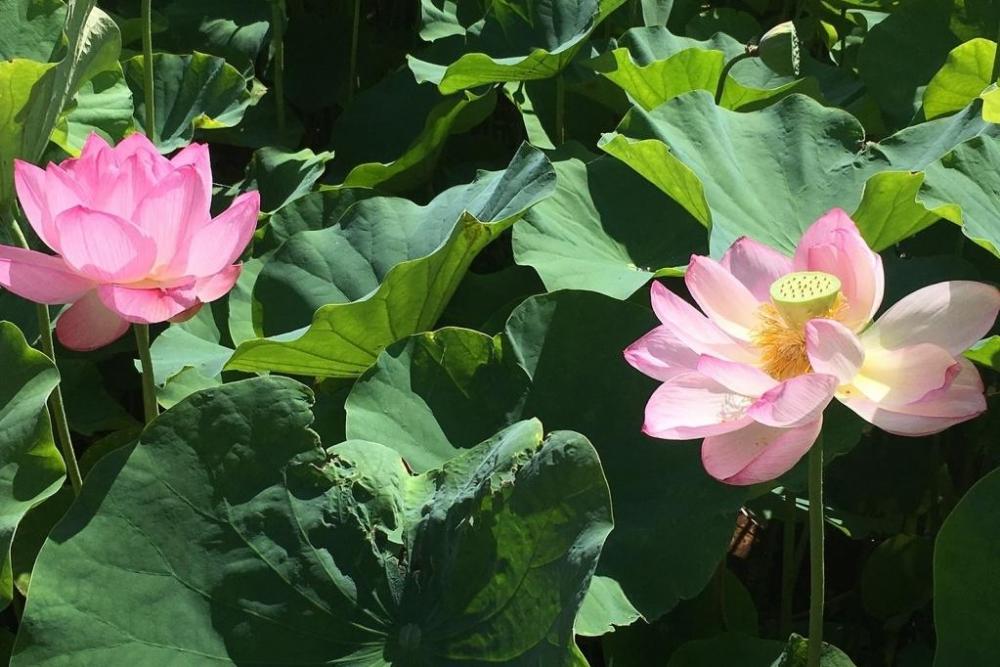 ◇備前・日幡光顕人・花入・花瓶・共布・共箱・検 伊勢崎陽山 石井不老