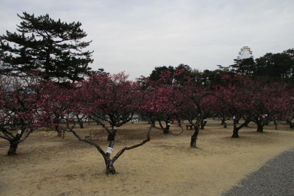 全景２