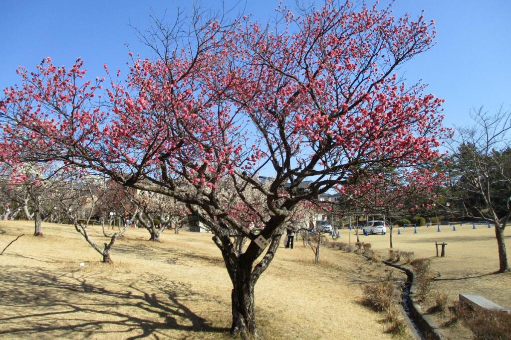紅梅全体　寒紅梅