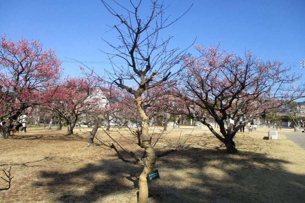 思いのまま　全体