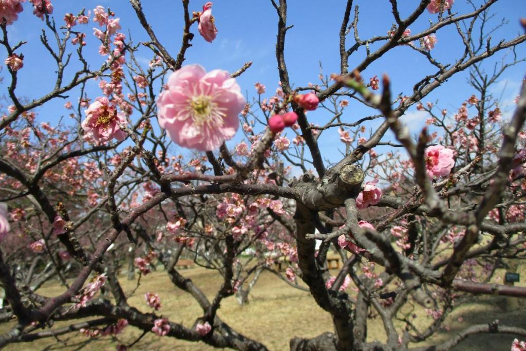 紅梅アップ　見驚
