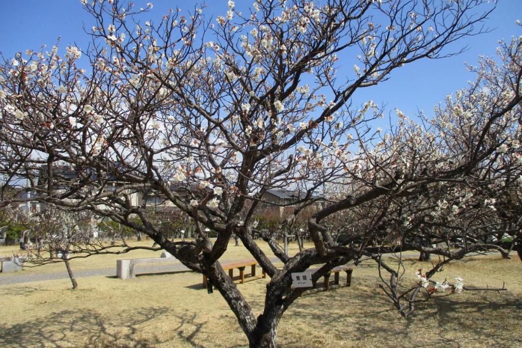 白梅全体　鶯宿