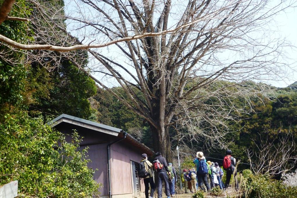 慈徳院の立派な大イチョウ。秋は見ごたえがありますよ！