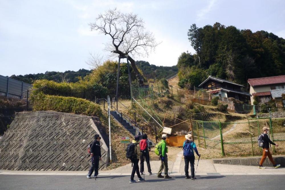 帰り道では鳥川の銘木「トヨトミ梨」を見つけました！