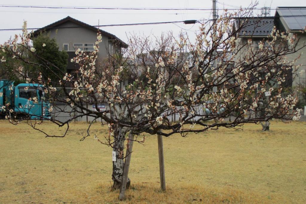 白梅全体　鶯宿