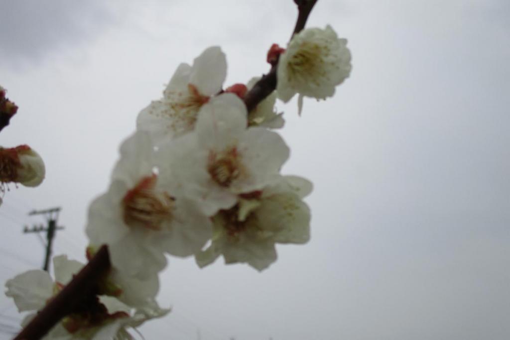 白梅アップ　鶯宿