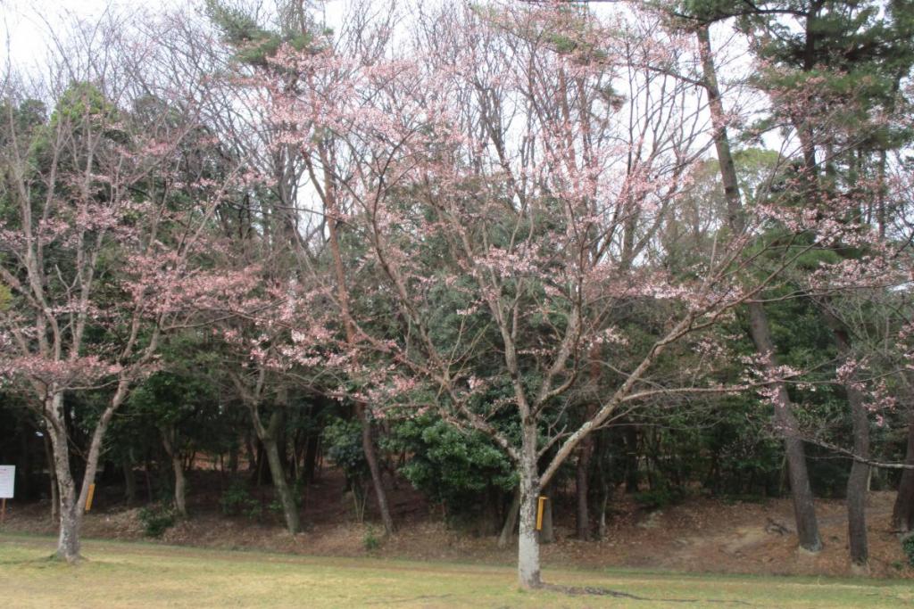 おまけ画像　薄墨桜全景　咲き始め