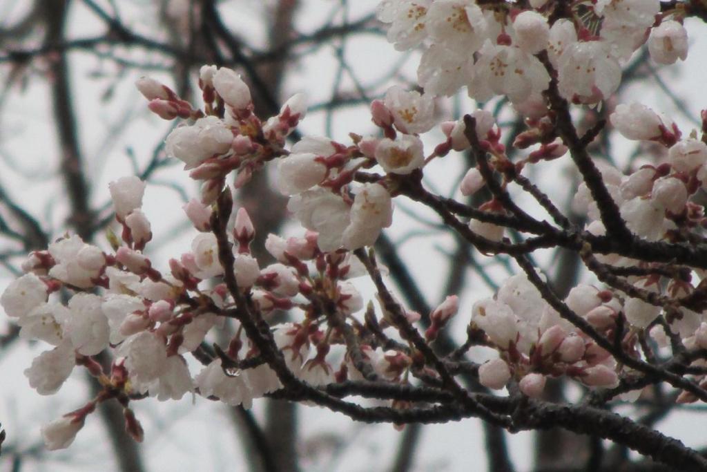 おまけ画像　薄墨桜アップ　咲き始め