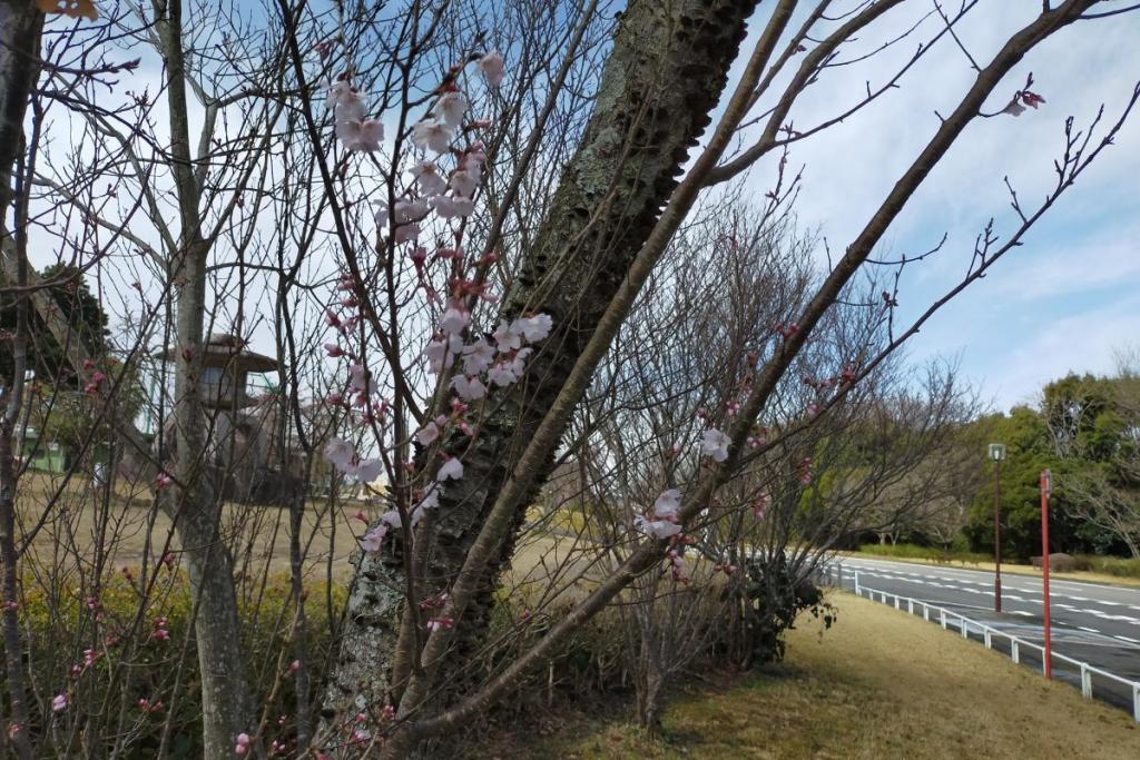 江戸彼岸桜