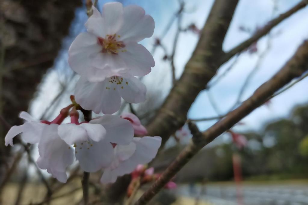 江戸彼岸桜