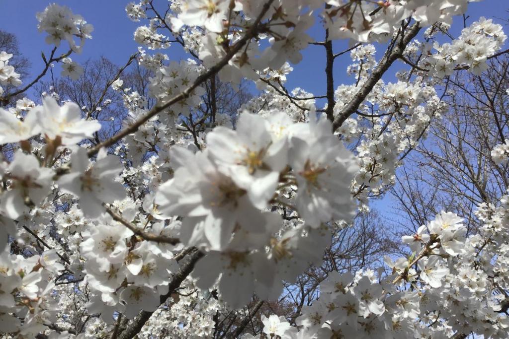 神代桜は満開です。