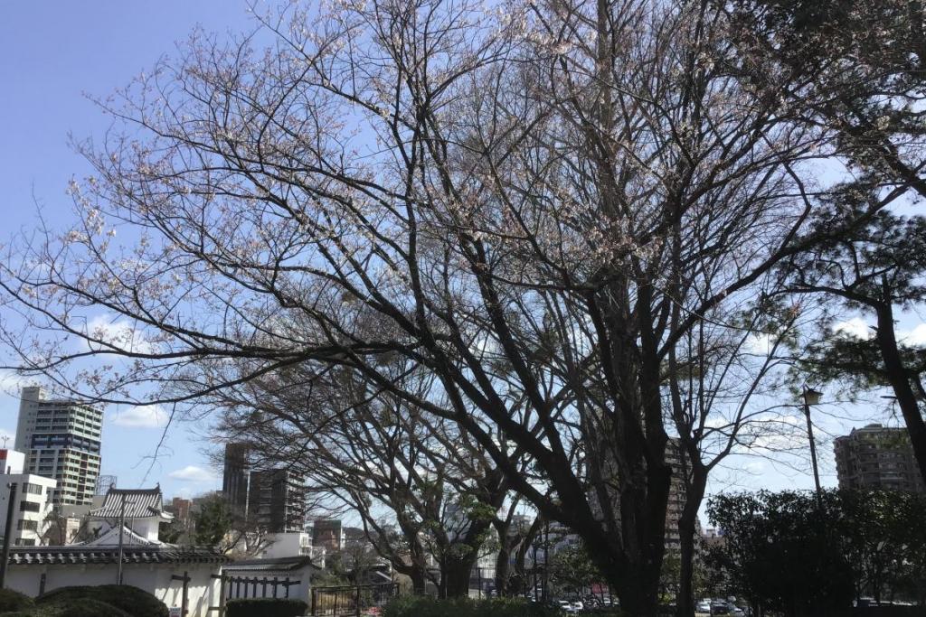 薄墨桜も咲いてきました。