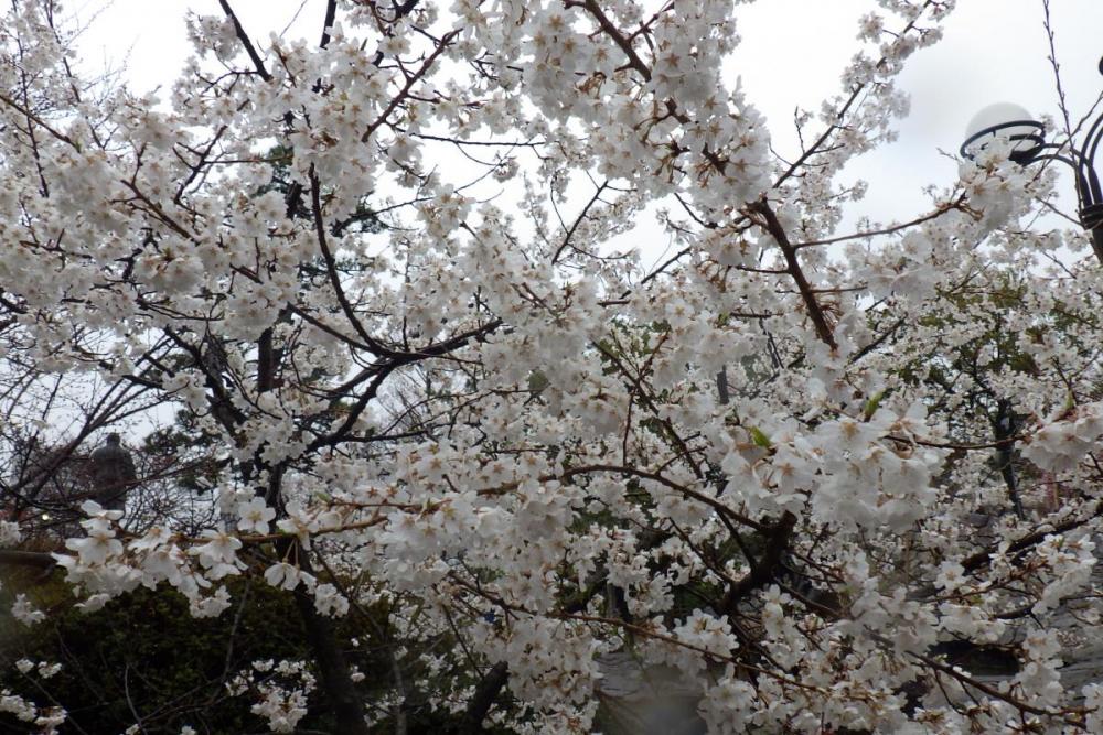 神代桜