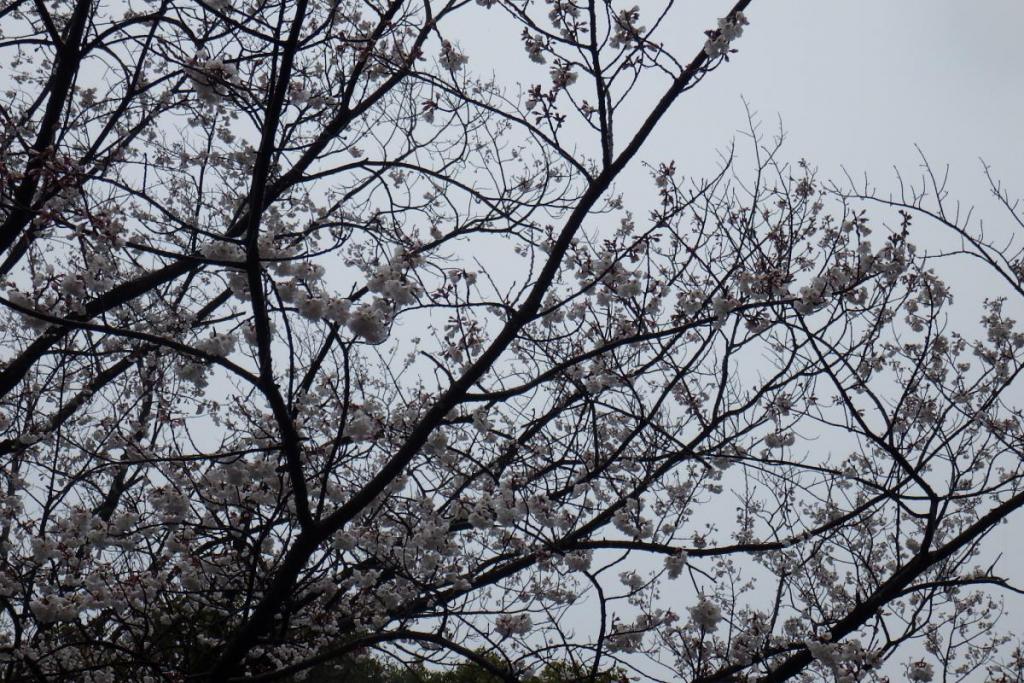 淡墨の桜