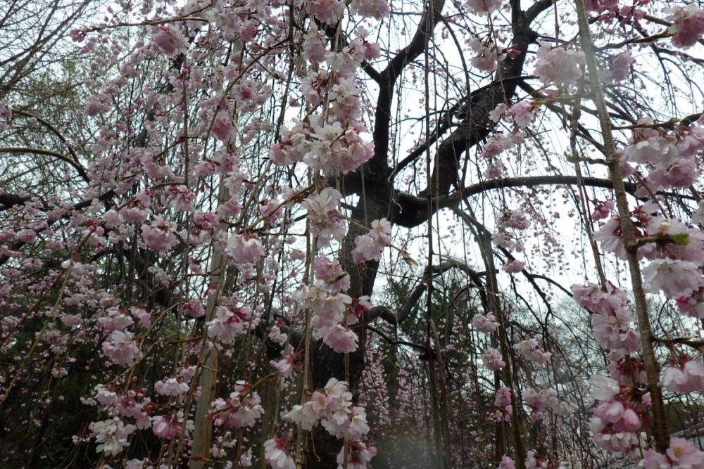 三春の滝桜