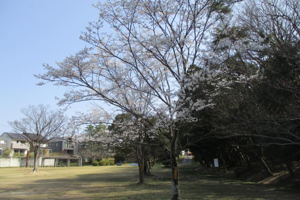 薄墨桜全景
