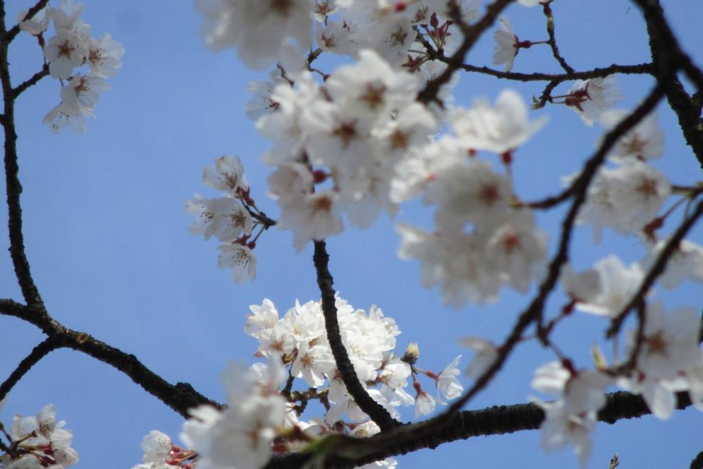 薄墨桜アップ