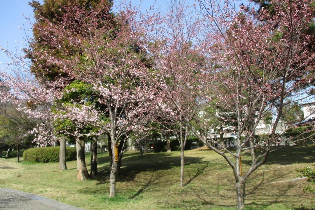 小松乙女全景