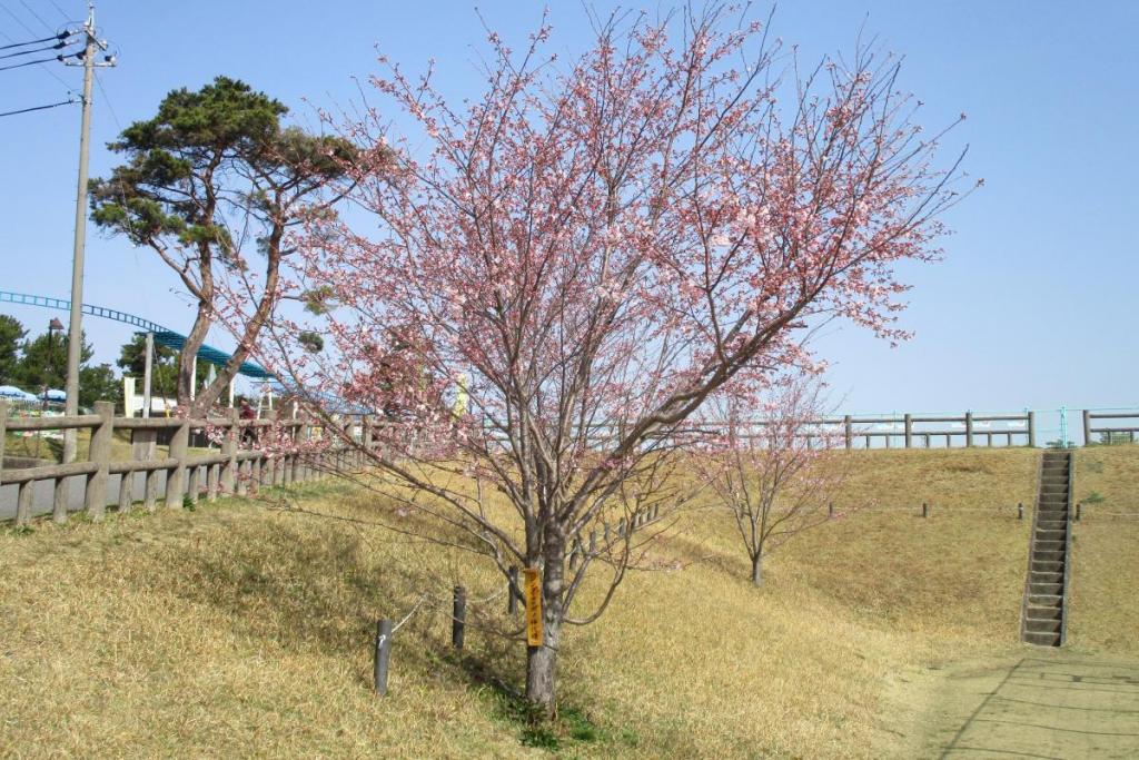 神代曙全景