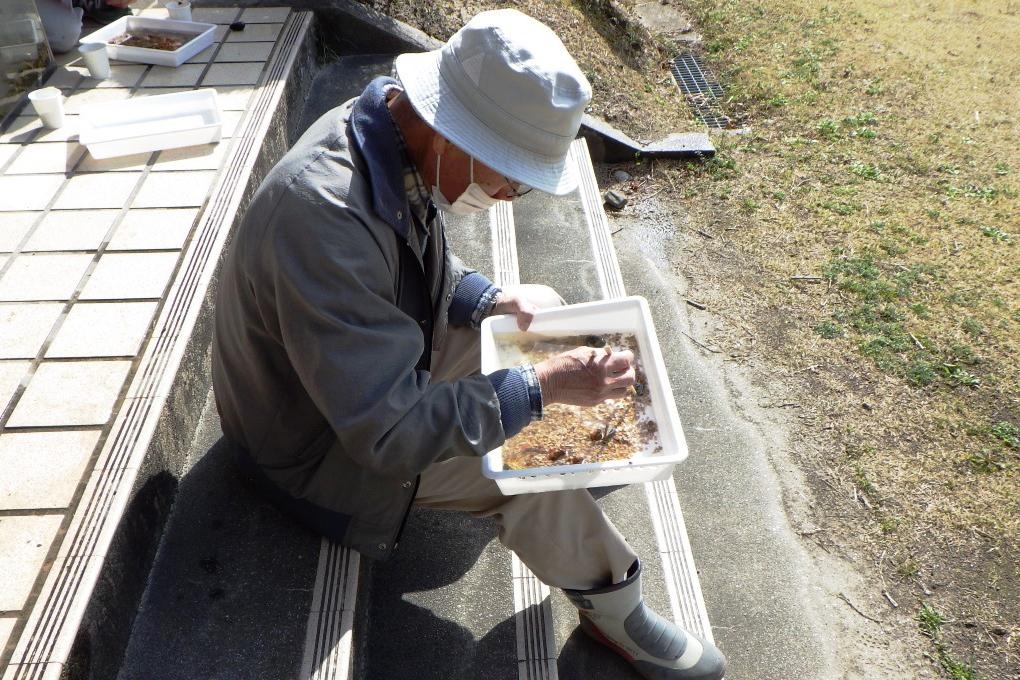 幼虫には素手で触らないように注意します！