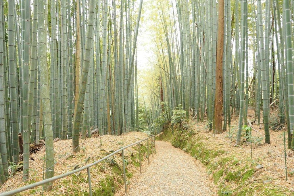 境内にある竹林。風情があります。