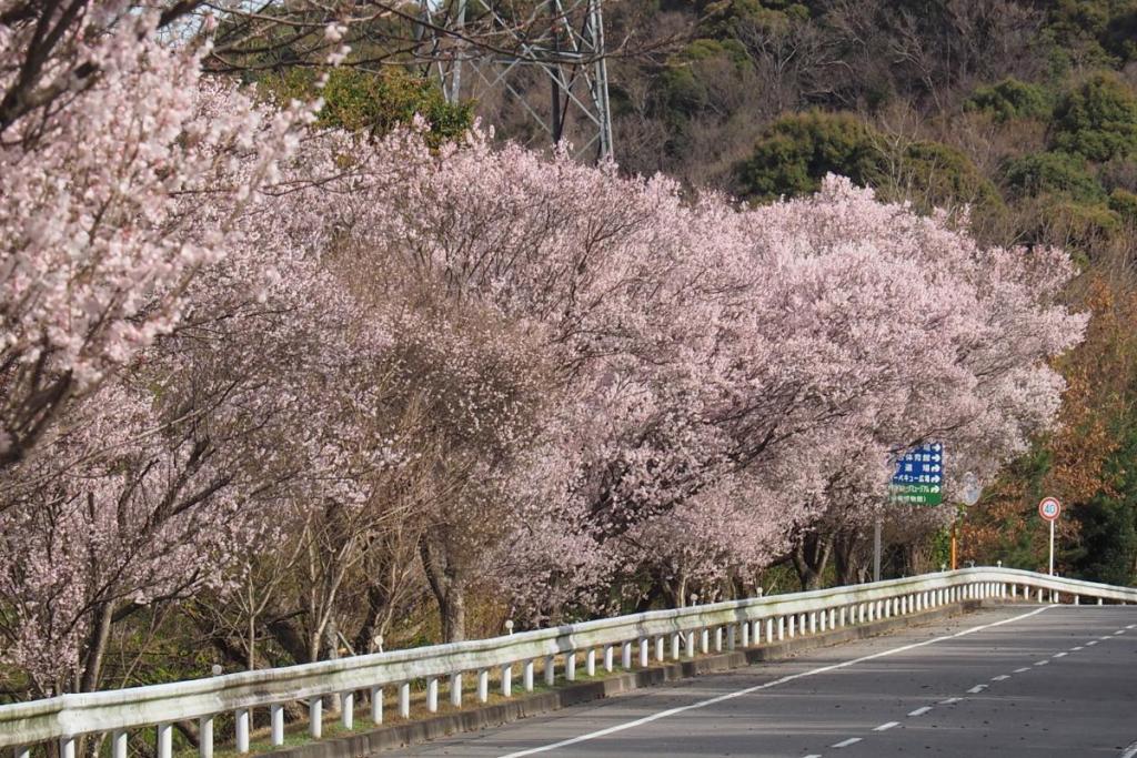 江戸彼岸桜