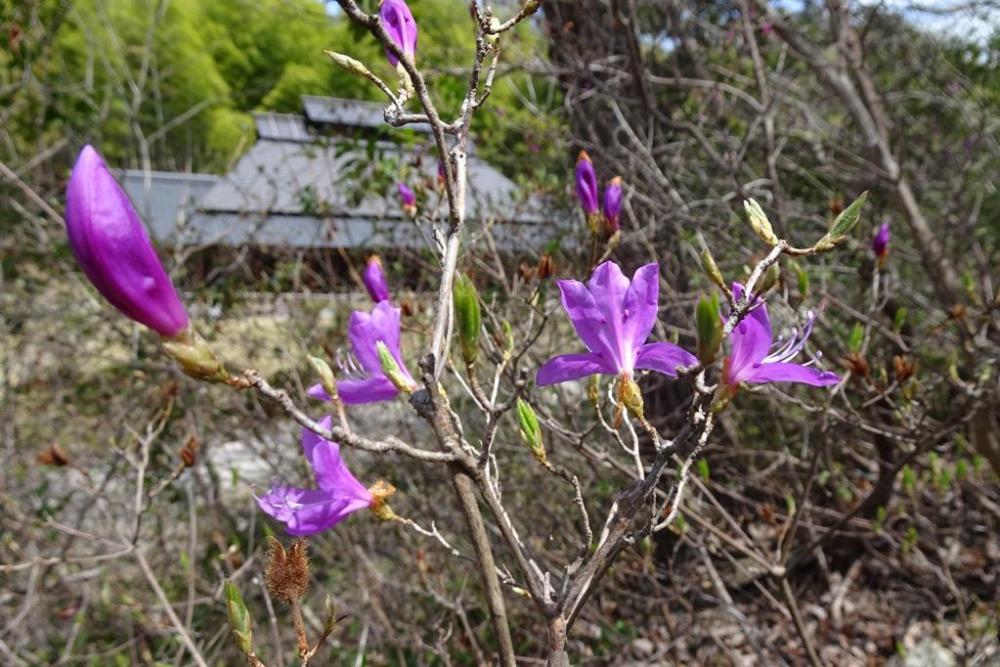 コバノミツバツツジが開花し始めました！