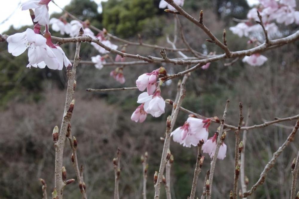 管理棟脇のエドヒガンザクラ