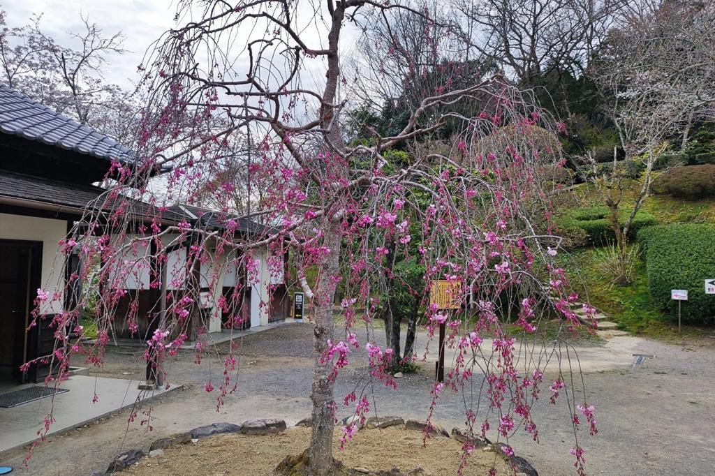 枝垂桜もこれから