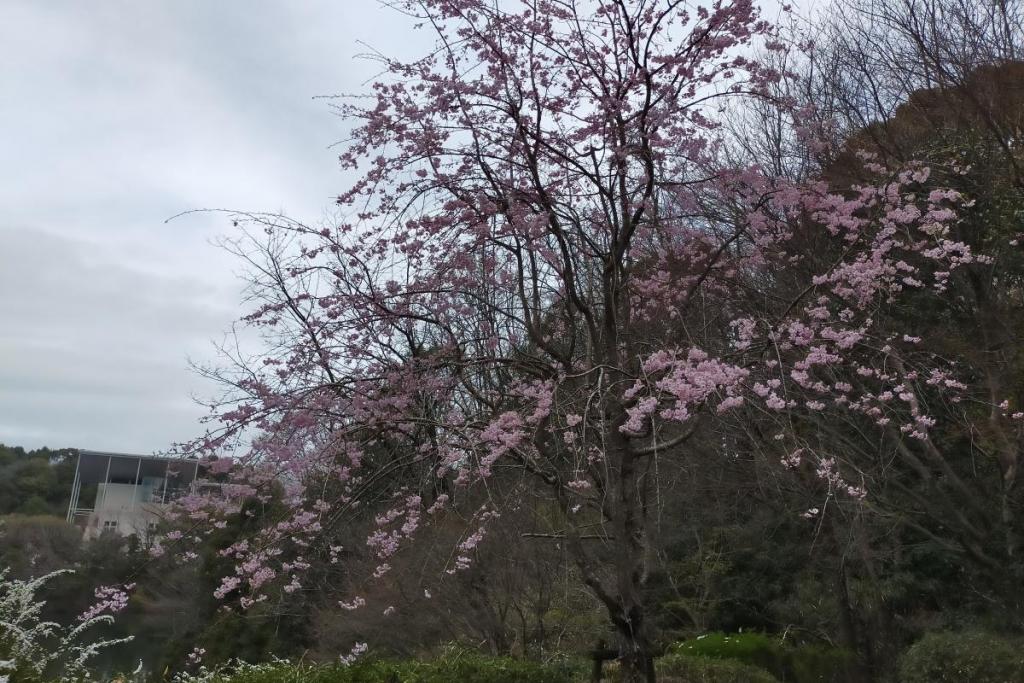 枝垂れ桜