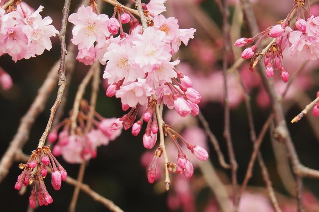 枝垂れ桜