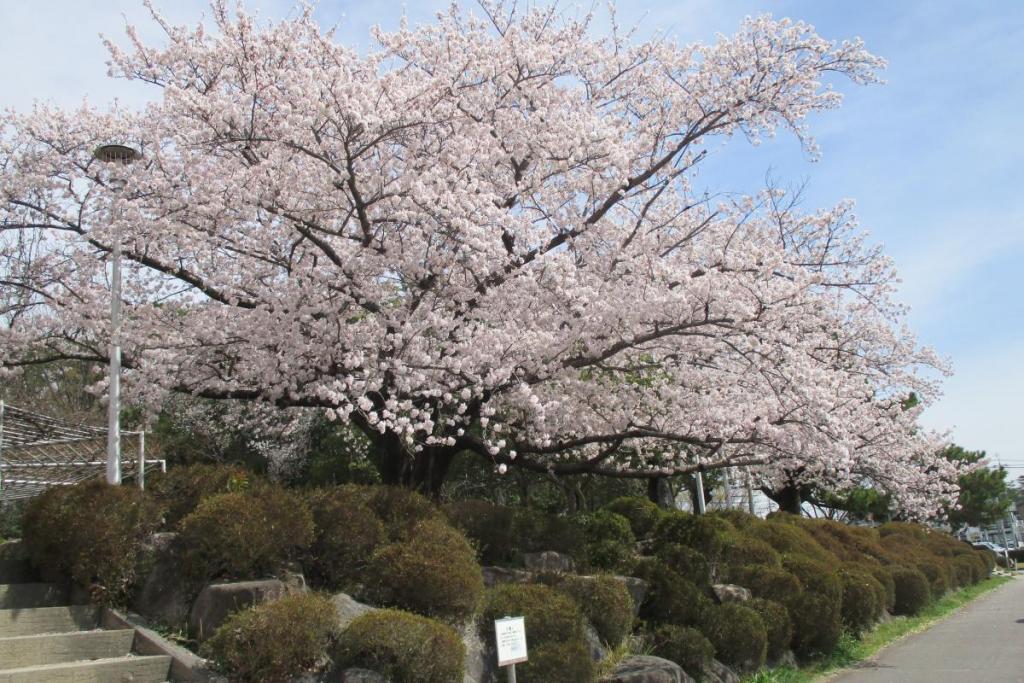 ソメイヨシノ全景