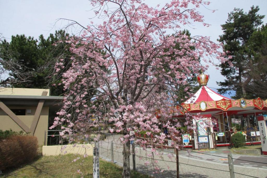 枝垂桜全景